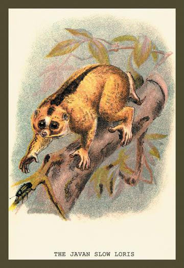 The Javan Slow Loris 20x30 poster