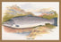 Salmon (Male) 20x30 poster