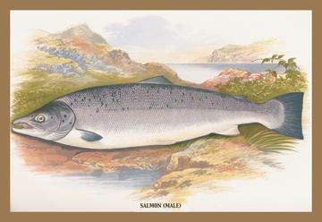 Salmon (Male) 20x30 poster