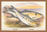 Allis Shad and Twaite Shad 20x30 poster