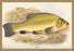 Tench 20x30 poster