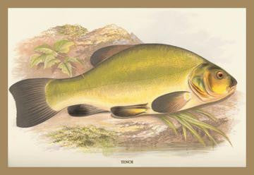 Tench 20x30 poster