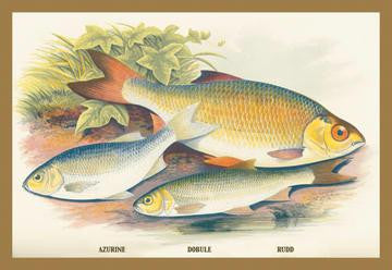 Azurine, Dobule and Rudd 20x30 poster