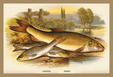 Gudgeon and Barbel 20x30 poster