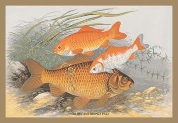 Golden and Bronze Carp 20x30 poster