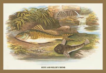 Ruffe and Millers Thumb 20x30 poster