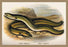 Sharp-Nosed Eel and Broad-Nosed Eel 20x30 poster