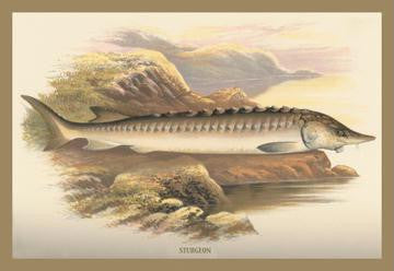 Sturgeon 20x30 poster