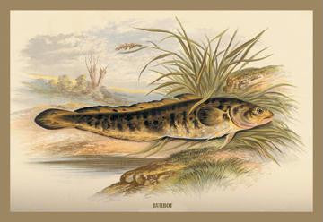 Burbot 20x30 poster