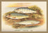 Young Trout, Salmon Parr. and Smelt 20x30 poster