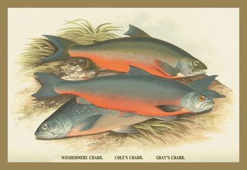 Windermere, Coles and Grays Charr. 20x30 poster