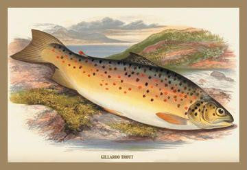 Gilaroo Trout 20x30 poster