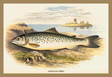 Lochleven Trout 20x30 poster