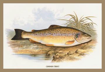 Common Trout 20x30 poster