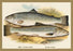 Short-Headed Salmon and Silvery Salmon 20x30 poster