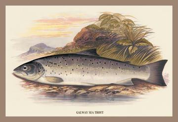 Galaway Sea Trout 20x30 poster