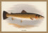 Bull Trout 20x30 poster