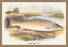 Salmon Trout (Var.) 20x30 poster