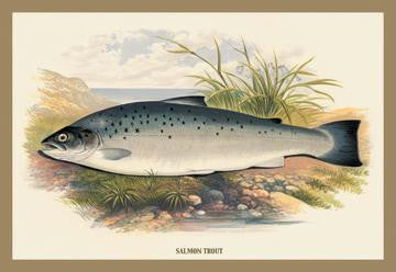 Salmon Trout 20x30 poster