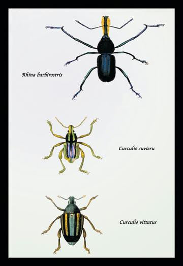 Beetles: Rhina Barbirostris, Curculio Cuvieru and C. Vittatus #1 20x30 poster