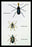 Beetles: Rhina Barbirostris, Curculio Cuvieru and C. Vittatus #1 20x30 poster