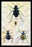 Beetles of Java, France, Cape and Europe #1 20x30 poster