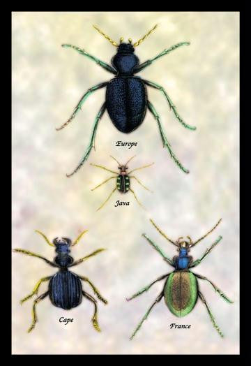 Beetles of Java, France, Cape and Europe #1 20x30 poster