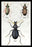 Beetles of Senegal, Britain and France #1 20x30 poster