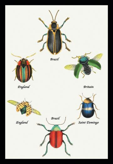 Beetles of Brazil, Britain, England and Saint Domingo #1 20x30 poster