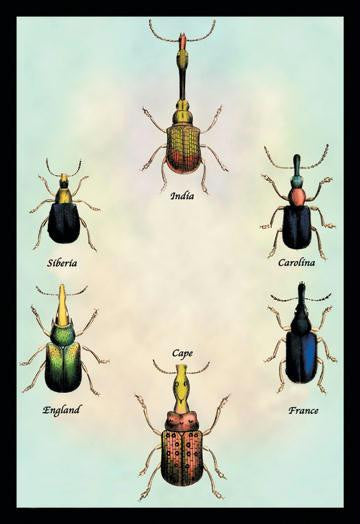 Beetles From Around the World #1 20x30 poster