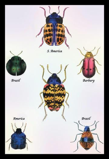 Beetles of Barbary and the Americas #1 20x30 poster