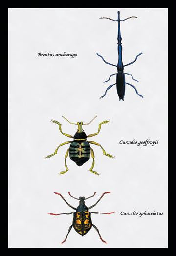 Beetles: Brentus Anchorago, Curculio Geoffroyii et al. #1 20x30 poster