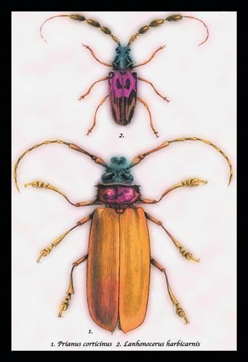 Beetles: Prianus Corticinus and Lanhonocerus Harbicarnis #1 20x30 poster