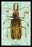 Beetle: Brazilian Prionus Cervicornis #1 20x30 poster