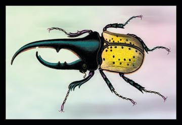 Horned Beetle #1 20x30 poster