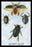 Beetles: Dytiscus Dimidiatus, Gyrinus Nalator et al. #1 20x30 poster