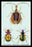 Beetles: Calosoma Sycophanta, Elaphrus Raperius et al. #1 20x30 poster