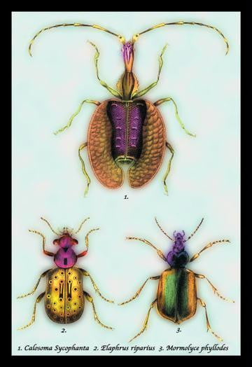 Beetles: Calosoma Sycophanta, Elaphrus Raperius et al. #1 20x30 poster