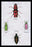 Beetles from North and South America and Spain #1 20x30 poster