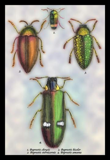 Beetles: Buprestis Chrysis B. Sternicornis, et al. #1 20x30 poster