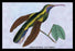 Hummingbird: Campylopterus Latipennis 20x30 poster