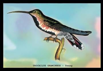 Hummingbird: Trochilus Gramineus - Young 20x30 poster