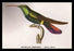 Hummingbird: Trochilus Gramineus 20x30 poster