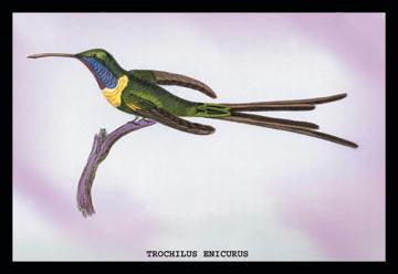 Hummingbird: Trochilus Enicurus 20x30 poster