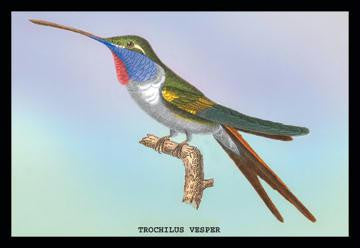 Hummingbird: Trochilus Vesper 20x30 poster