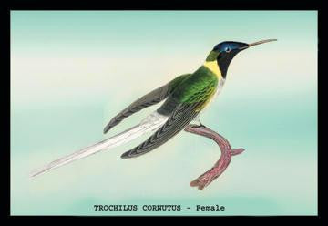 Hummingbird: Trochilus Cornutus - Female 20x30 poster