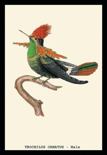 Hummingbird: Trochilus Ornatus - Male 20x30 poster