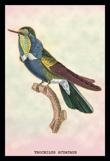 Hummingbird: Trochilus Scuataus 20x30 poster