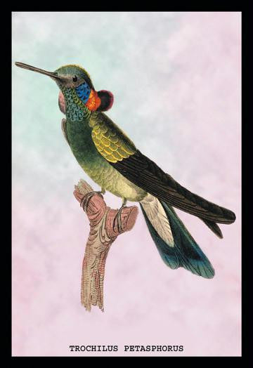 Hummingbird: Trochilus Petasphorus 20x30 poster