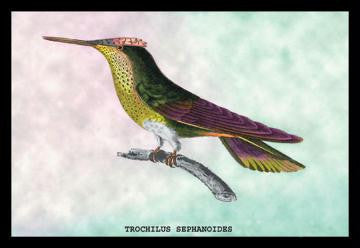 Hummingbird: Trochilus Sephanoides 20x30 poster